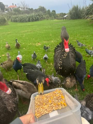 A flock of birds eat from a bird feed container in a grassy park.
