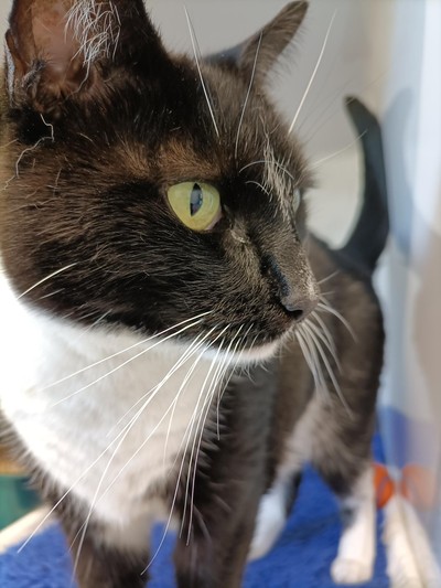 Mabella - Domestic Short Hair
