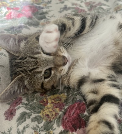Mini - Domestic Medium Hair