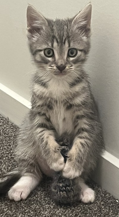 Midi - Domestic Medium Hair
