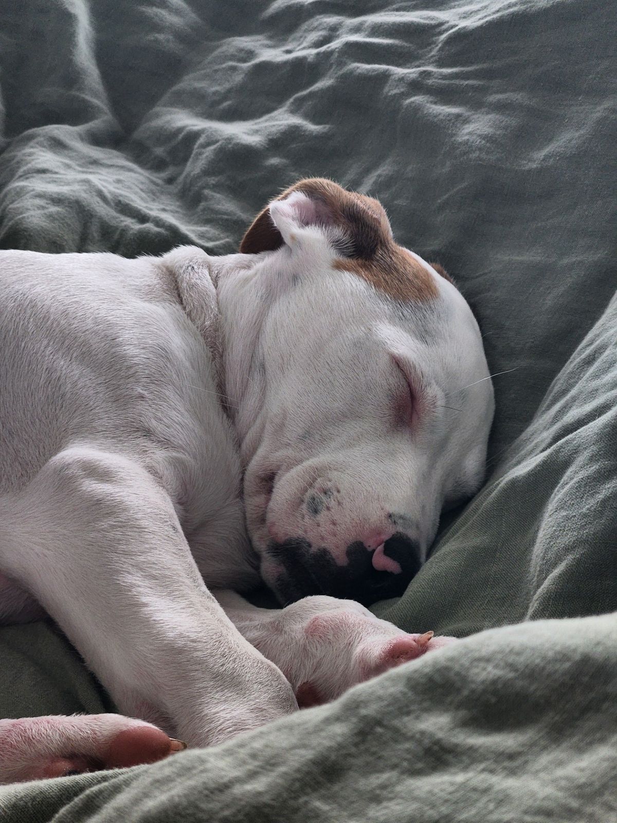 Gallery image: Snoop