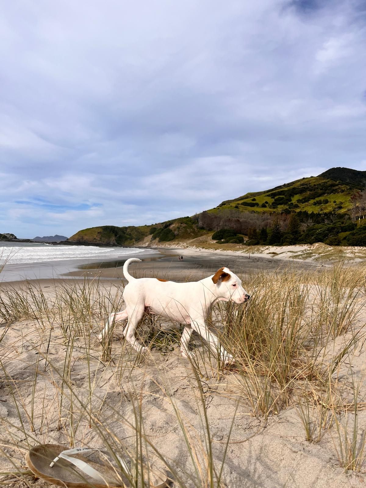 Gallery image: Snoop