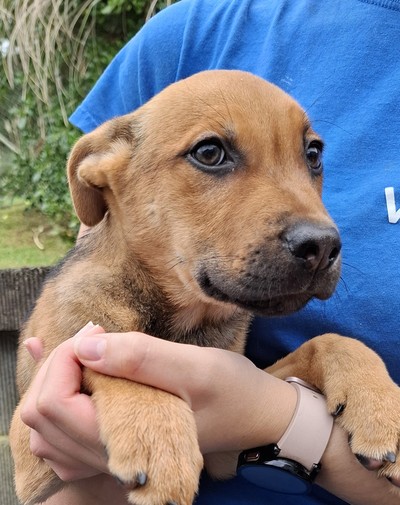 Fluori - Staffy