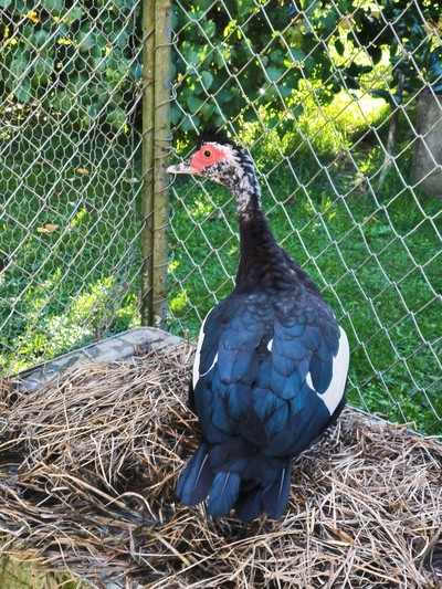 Mary - Ducks-Muscovy