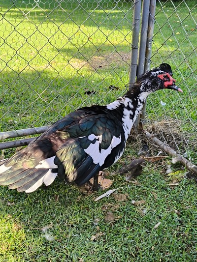 Walter - Ducks-Muscovy
