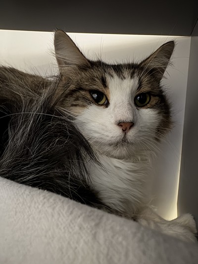 Acorn - Domestic Longhair
