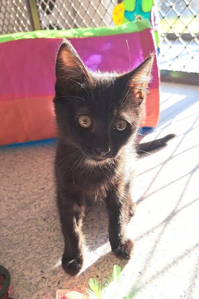 Ortus - Domestic Short Hair