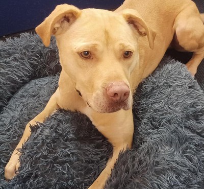 Sonic - Medium Cross Breed