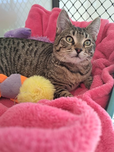 Anzac  - Domestic Short Hair