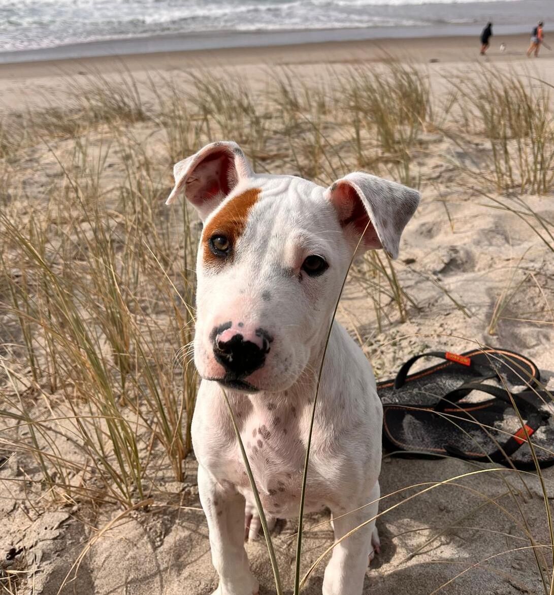 Gallery image: Iggy