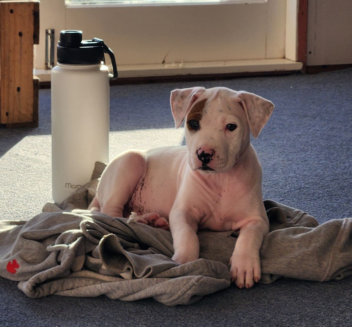 Gallery image: Iggy
