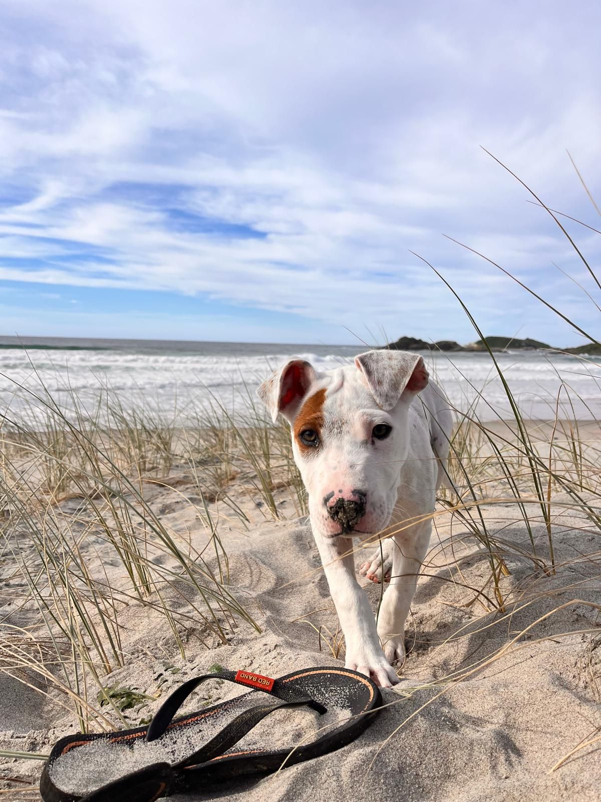 Gallery image: Iggy