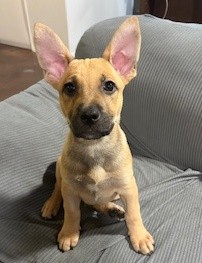 Tui - Staffy