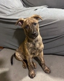 Tiger - Staffy