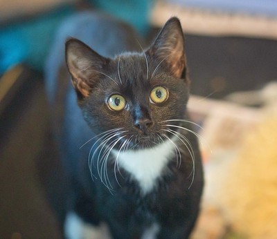 Wei - Domestic Short Hair