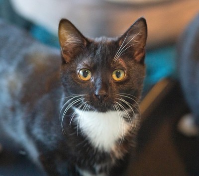 Sushi - Domestic Short Hair