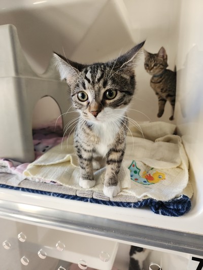 Chrissie - Domestic Short Hair