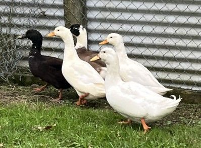 Gallery image: Ducky And Friends