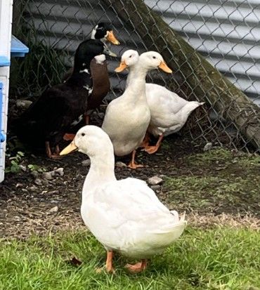 Gallery image: Ducky And Friends