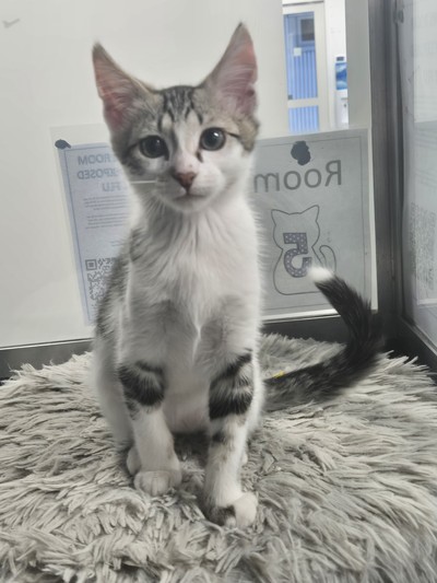 Alvin - Domestic Short Hair