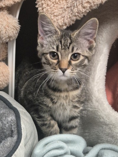 Egypt - Domestic Short Hair
