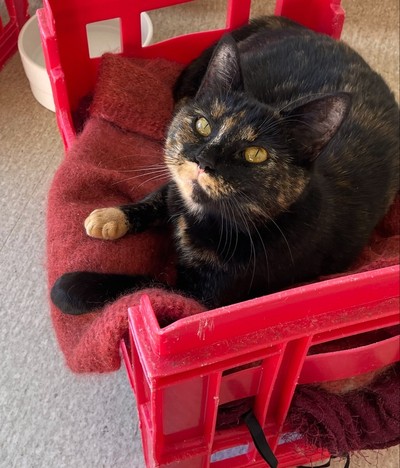 Wendy - Domestic Short Hair