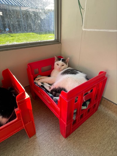 Sultan - Domestic Short Hair