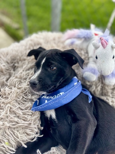 Missy - Large Cross Breed