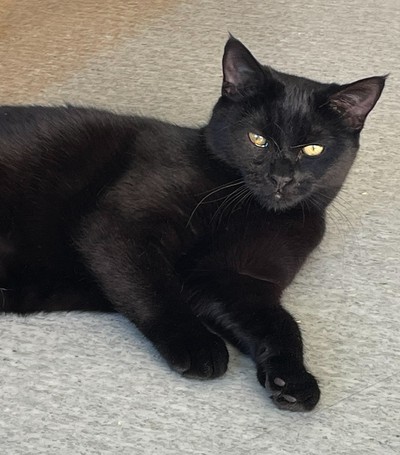Ally - Domestic Short Hair