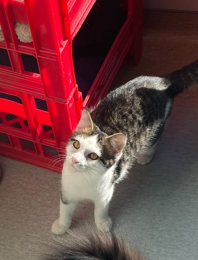Trousers  - Domestic Medium Hair