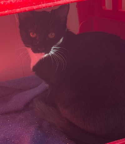 Flow - Domestic Short Hair