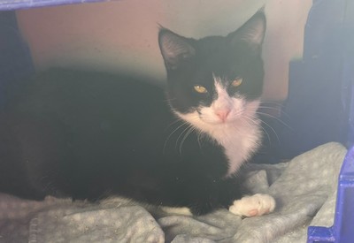 Dave  - Domestic Short Hair