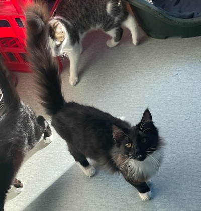 Joe - Domestic Longhair