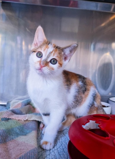 Harley - Domestic Short Hair