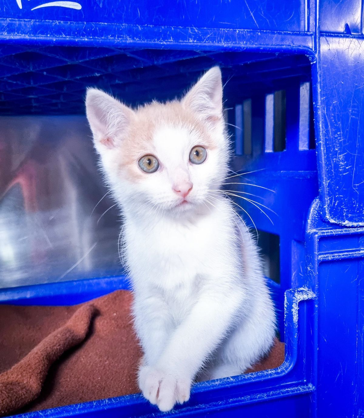 Gallery image: Hamish