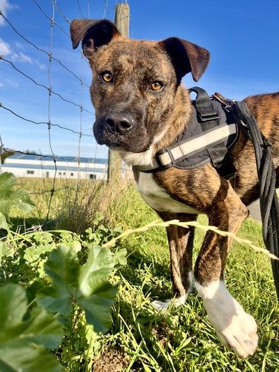 Murphy - Medium Cross Breed