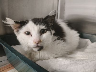 From rescued to rehomed: Finnick’s story 