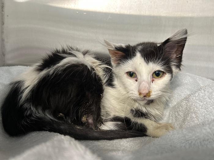 Finnick the black and white cat looking scared and unhealthy