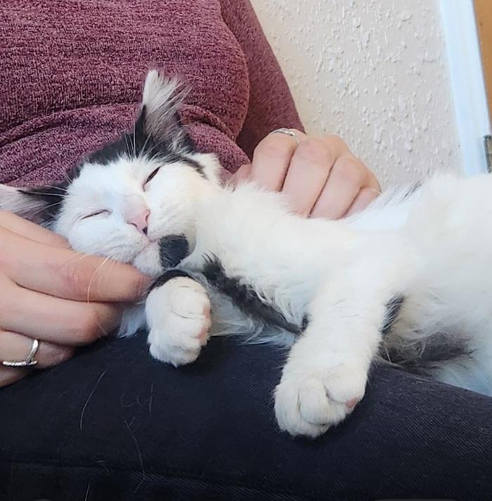 Finnick laying on the lap of his new owner