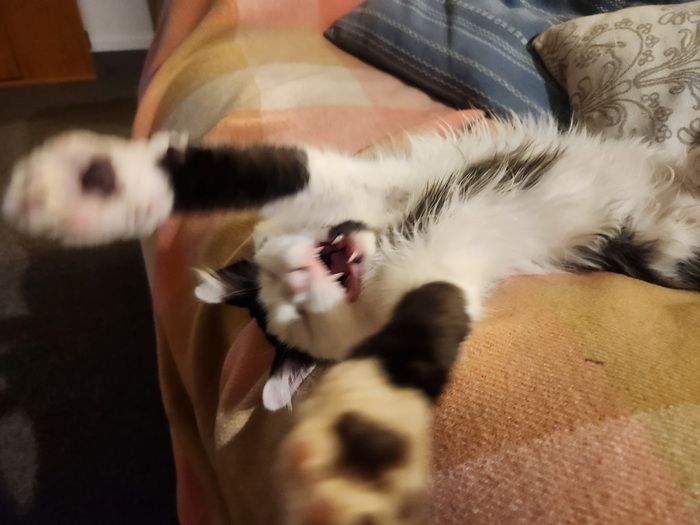 Finnick relaxing in his forever home