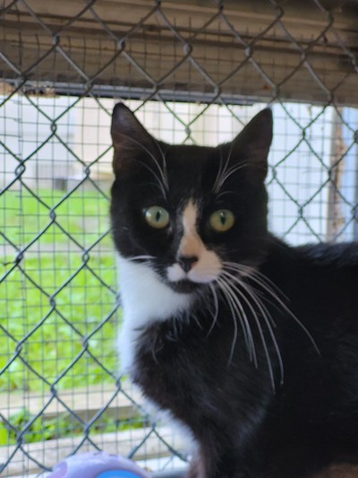 Truffle - Domestic Short Hair