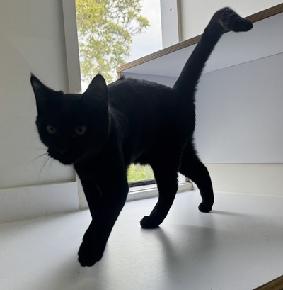 Owen - Domestic Short Hair