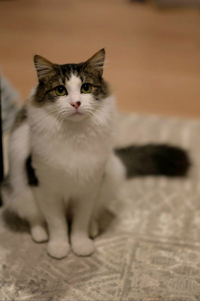 Jon Snow - Domestic Medium Hair