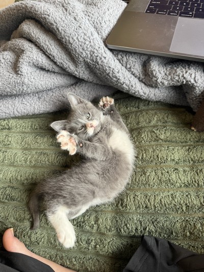 Romeo - Domestic Short Hair