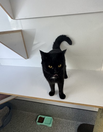 Opal  - Domestic Short Hair