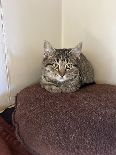 Fleming - Domestic Short Hair