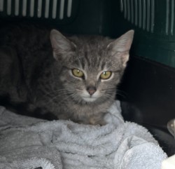 Sauce - Domestic Short Hair