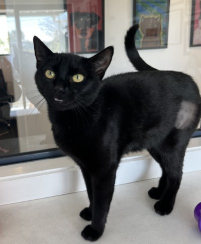 Minnie - Domestic Short Hair