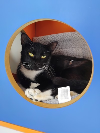 Trudy - Domestic Short Hair