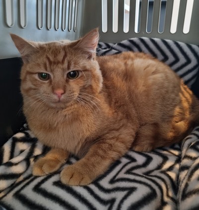 Lasagna - Domestic Medium Hair